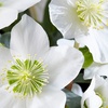 Image 4: 3 of 6 Helleborus Niger 'Christmas Carol'