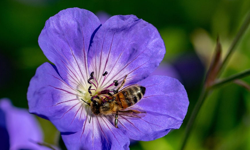 Image 2: Three Geranium 'Rozanne' Potted Plants