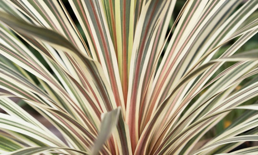 Image 2: Cordyline australis 'Torbay Dazzler'