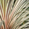 Image 2: Cordyline australis 'Torbay Dazzler'