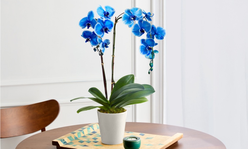 Image 8: Next Day Delivery Plants for Mom from 1-800-Flowers.com (up to 50% off)