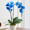 Image 12: Next Day Delivery Plants from 1-800-Flowers (up to 55% off)