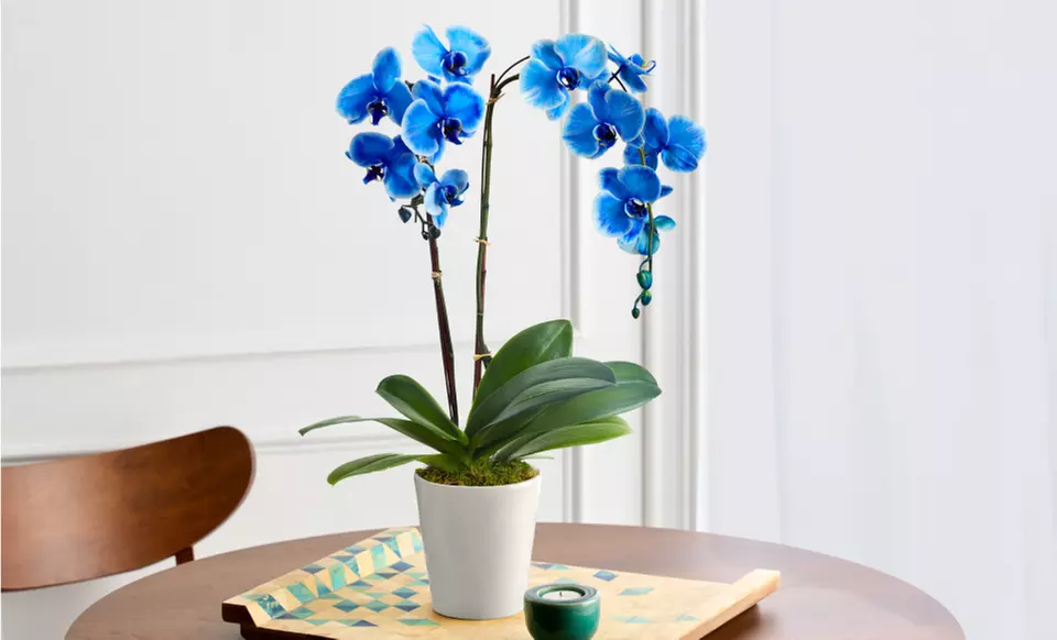 Next Day Delivery Plants from 1-800-Flowers.com (up to 50% off)