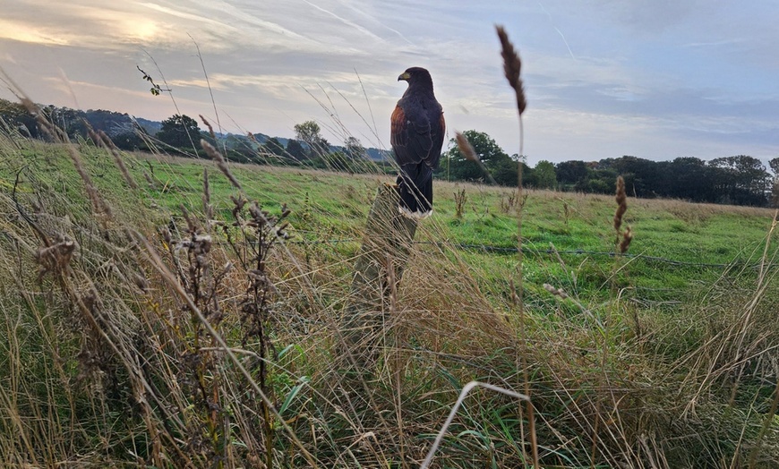 Image 3: Experience One Hour Hawk Walk for One, Two, or Family of Four