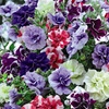 Image 1: Summer Flowering Petunia Plants - Frenzy or Fragrant Frills and Spills