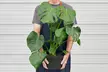 Monstera Split Leaf in 2",4",6",8", and 10" Sizes with Free Shipping - Indoor and Outdoor Plants (Up to 24% Off) - Second Medium