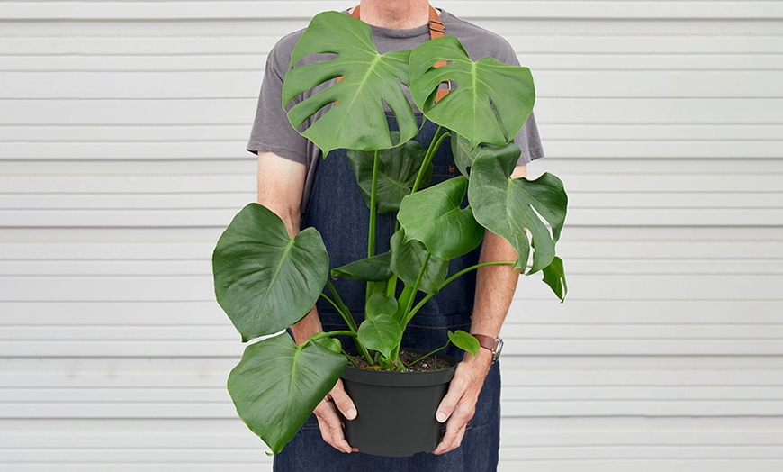 Image 4: Monstera Split Leaf from House Plant Shop with Free Shipping (Up to 15% Off)