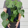 Image 4: Monstera Split Leaf in 4",6",8", and 10" Sizes with Free Shipping (Up to 15% Off)