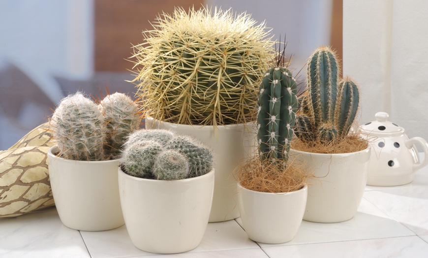 Image 2: 6 of 12 mini cacti of vetplanten