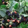 Image 1: Blackberry Growers Choice Blackberry Cultivars