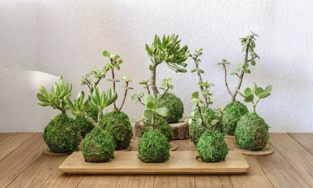 Taller para crear tu propio terrario o kokedama para 1, 2 o 4 personas
