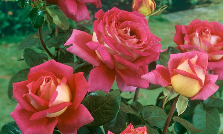 Image 1: Rosas de jardín perfumadas