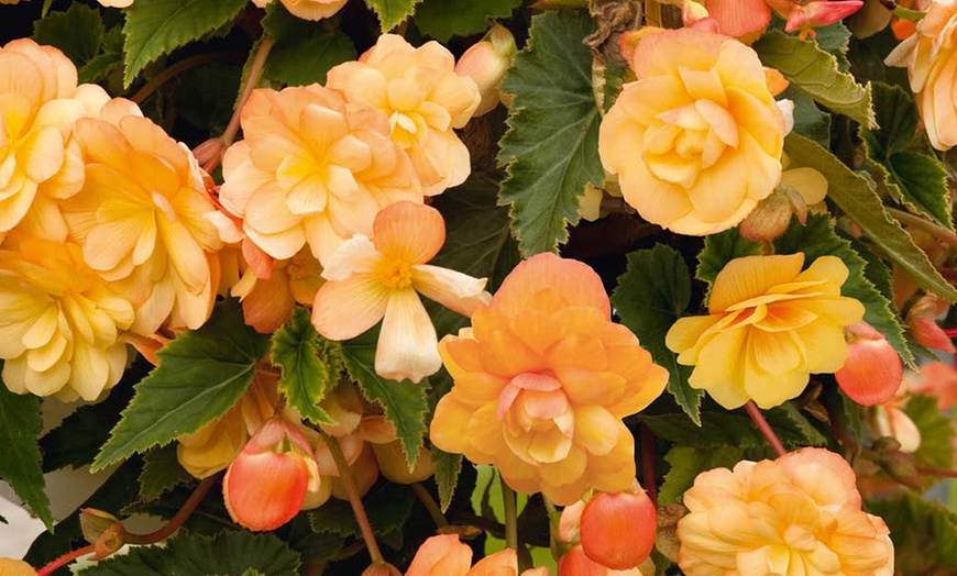 Image 2: Two Preplanted Begonia 'Apricot Fiery Shades' Hanging Baskets
