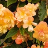 Image 2: Two Preplanted Begonia 'Apricot Fiery Shades' Hanging Baskets