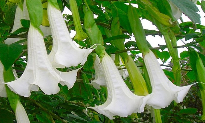 Image 4:  Brugmansia Plant Collection