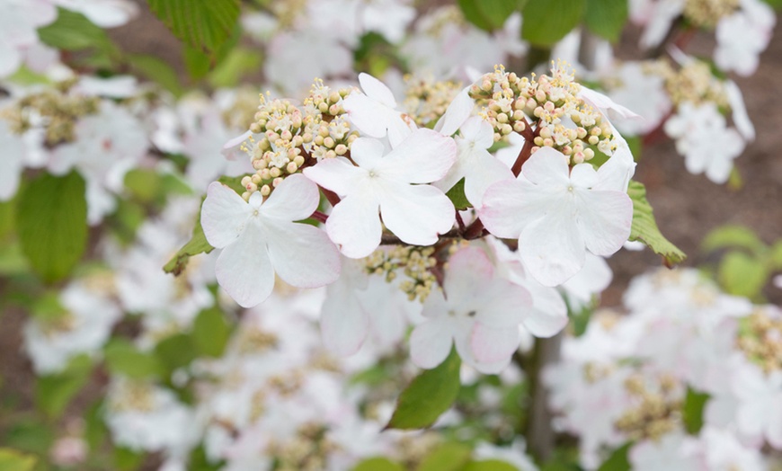 Image 13: Potted Viburnum Hardy Shrubs