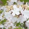 Image 13: Potted Viburnum Hardy Shrubs