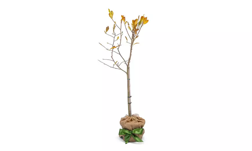 Image 6: Magnolia Tree Collection