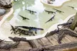 Entry and a BBQ Lunch for 1, 2, or 4, or a Family at Wild Florida's Drive-Thru Safari (Up to 37% Off) - Second Medium