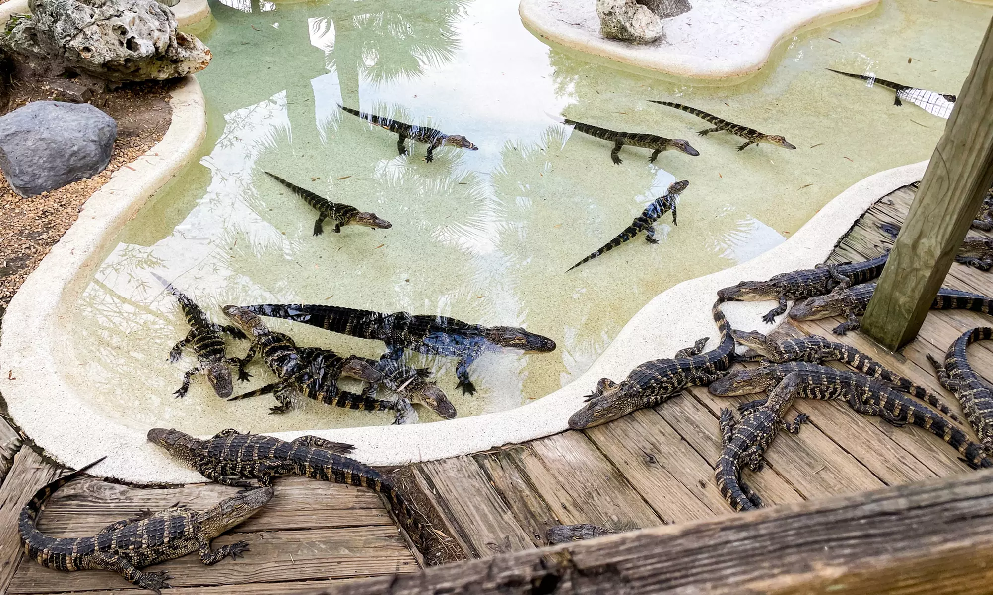 Drive-Thru Safari Adventure w/ BBQ Lunch for 1, 2, or 4, or a Family
