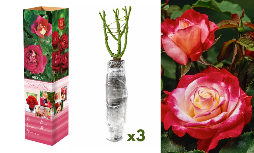 Image 10: 1 sur 2 ensembles de 3 roses à grandes fleurs 
