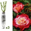 Image 10: 1 sur 2 ensembles de 3 roses à grandes fleurs 