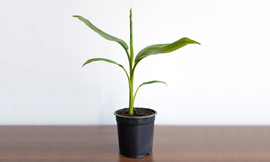 Image 2: Winter Hardy Red Banana Plants