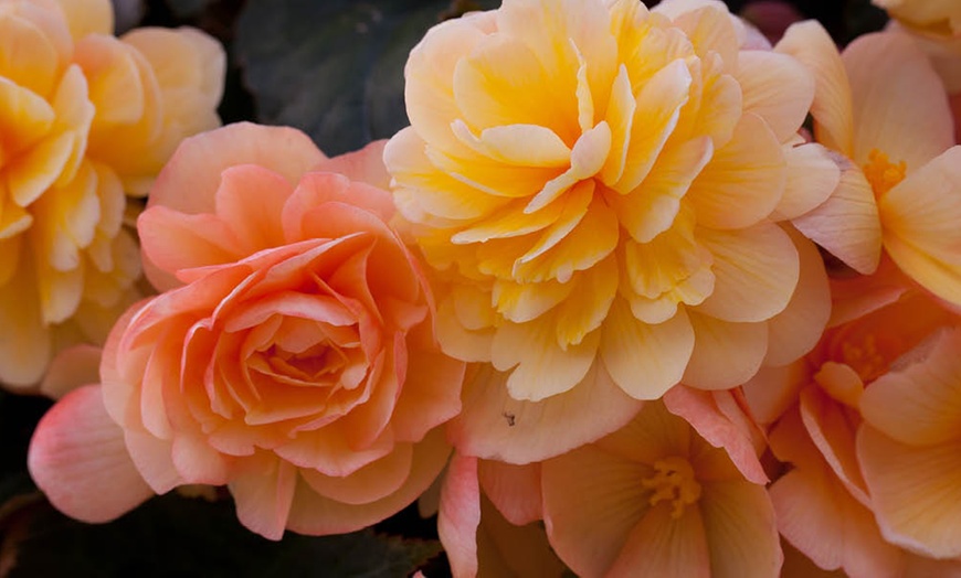 Image 4: Begonia Apricot Fiery Shades Garden-Ready Plants