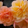 Image 4: Begonia Apricot Fiery Shades Garden-Ready Plants