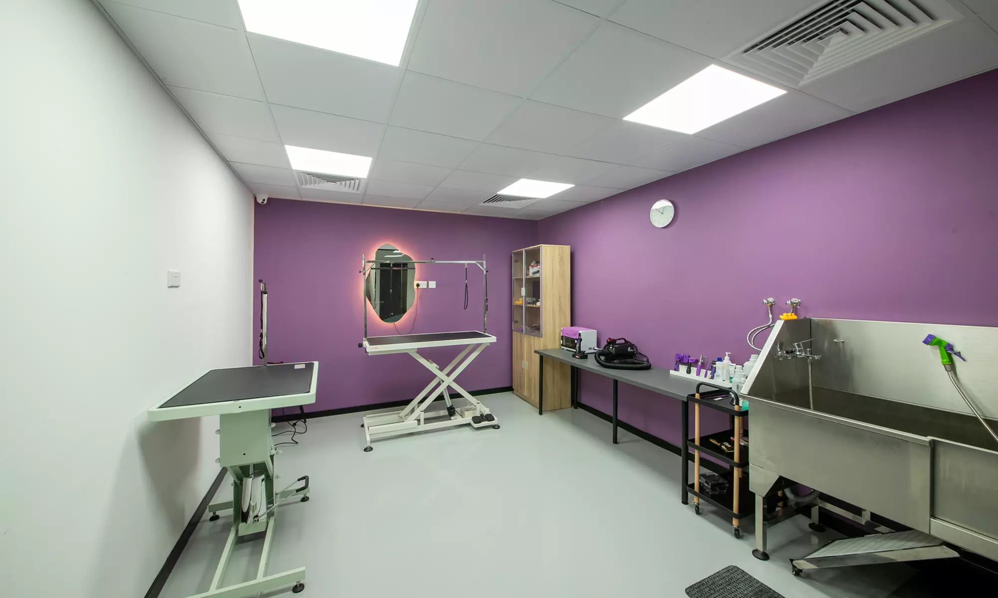 Professional Dog & Cat Grooming for All Sizes