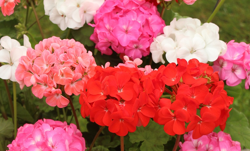 Image 2: 10 or 20 Geranium 'Parade Mix' Garden-Ready Plants
