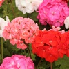 Image 2: 10 or 20 Geranium 'Parade Mix' Garden-Ready Plants
