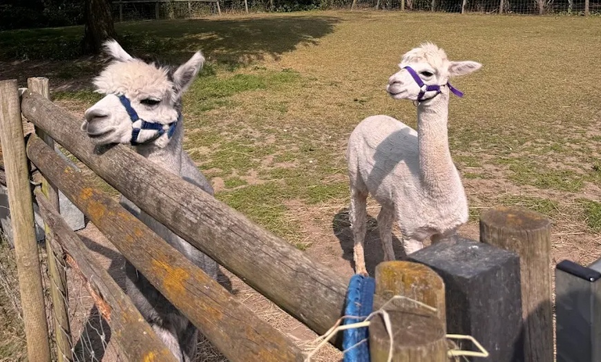 Image 8: Alpaca Farm Experience at Pennybridge Meet, Feed & Learn About Alpacas  