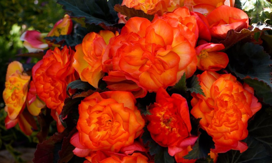 Image 7: Begonia Nonstop Fire or Funky Pink – 12, 24 or 72 Plug Plants