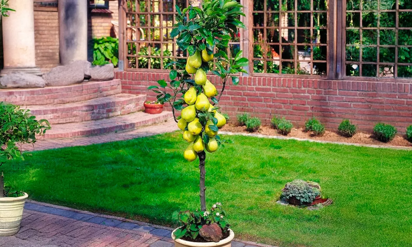 Árboles frutales columnares auténticos