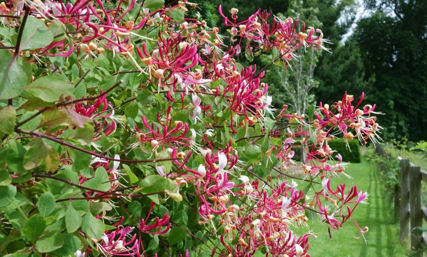Image 1: Potted Fragrant Honeysuckle Plants – Trio of Varieties