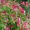 Image 1: Potted Fragrant Honeysuckle Plants – Trio of Varieties