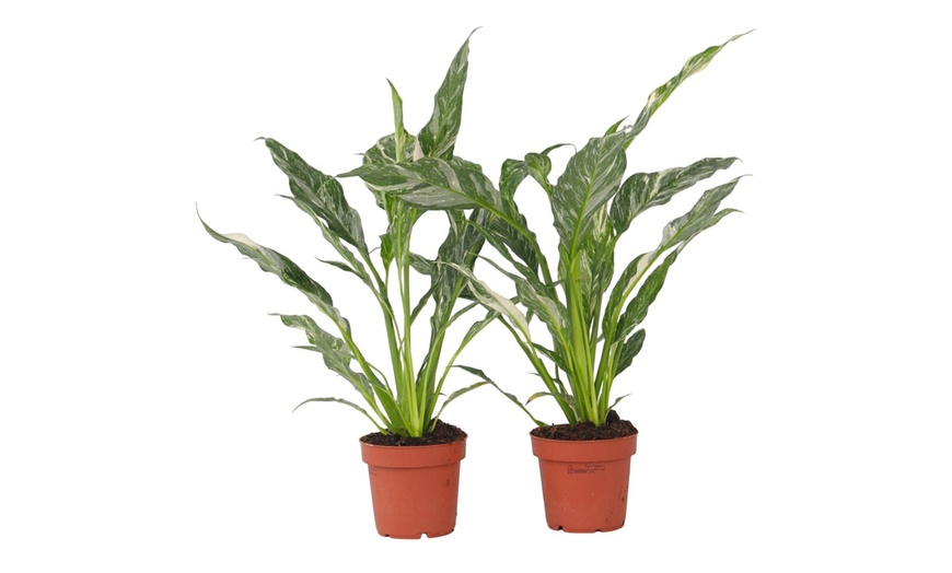 Image 5: Lys de la paix 'Spathiphyllum Diamond'