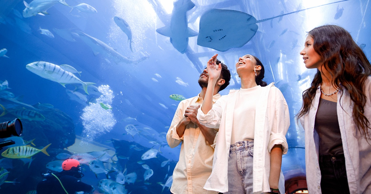 Dubai Aquarium And Dubai Frame Entry Tickets For 1, 2 Or 4 Adults Dubai Aquarium And Dubai Frame Entry Tickets For 1, 2 Or 4 Adults