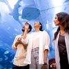 Image 2: Dubai Aquarium and Dubai Frame Entry Tickets for 1, 2 or 4 Adults