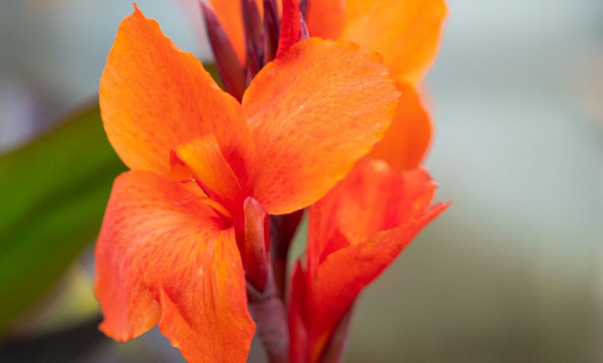 Image 4: Canna Cannova Bronze Orange or Scarlet Potted Plants