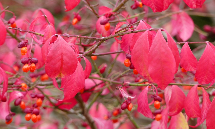 Image 4: Euonymus alatus Compactus - 1, 3 or 5 Potted Plants