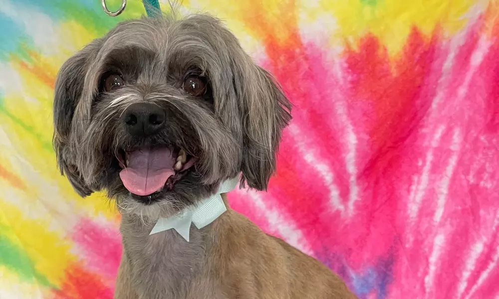 Up to 51% Off on Pet Sitter / Dog Walker at Accio pet groomers - Primary Image