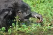 La Vallée des Singes : Billet pour une expérience précieuse au cœur du monde sauvage (jusqu'à 33% de remise) - Image 3