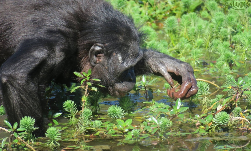 Image 3: La Vallée des Singes : expérience précieuse au cœur du monde sauvage