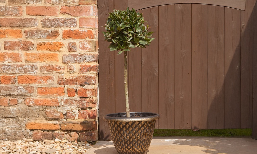 Image 1: YouGarden Standard Bay Tree 