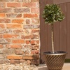 Image 1: YouGarden Standard Bay Tree 