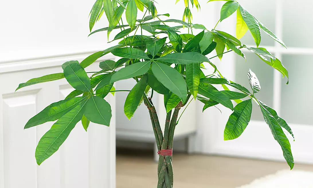 Bonsai Braided Money Tree - Second Medium