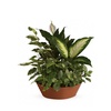 Image 18: Same Day Live Plants & Dish Gardens from Blooms Today with Delivery 60% Off