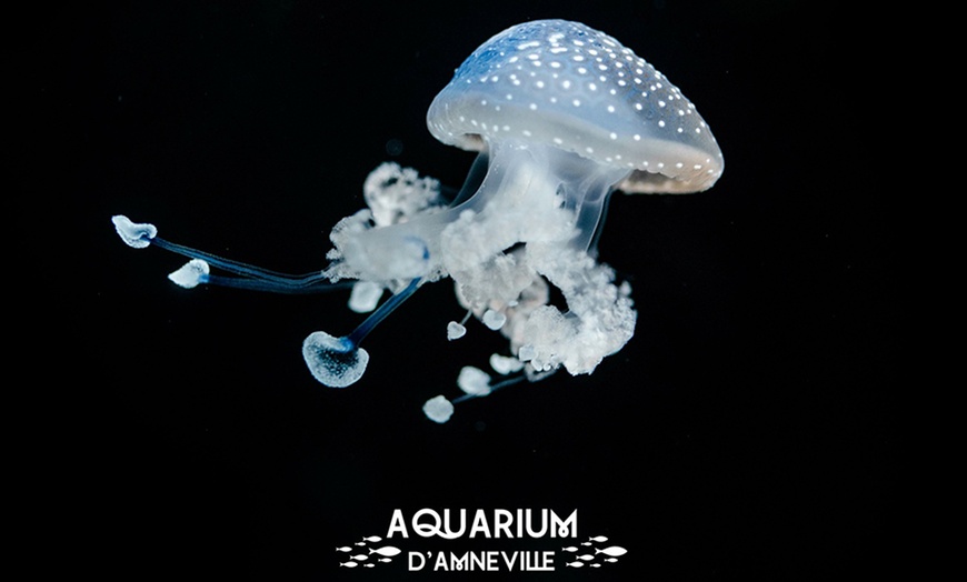 Image 4: Billet adulte ou enfant pour l'Aquarium d'Amnéville